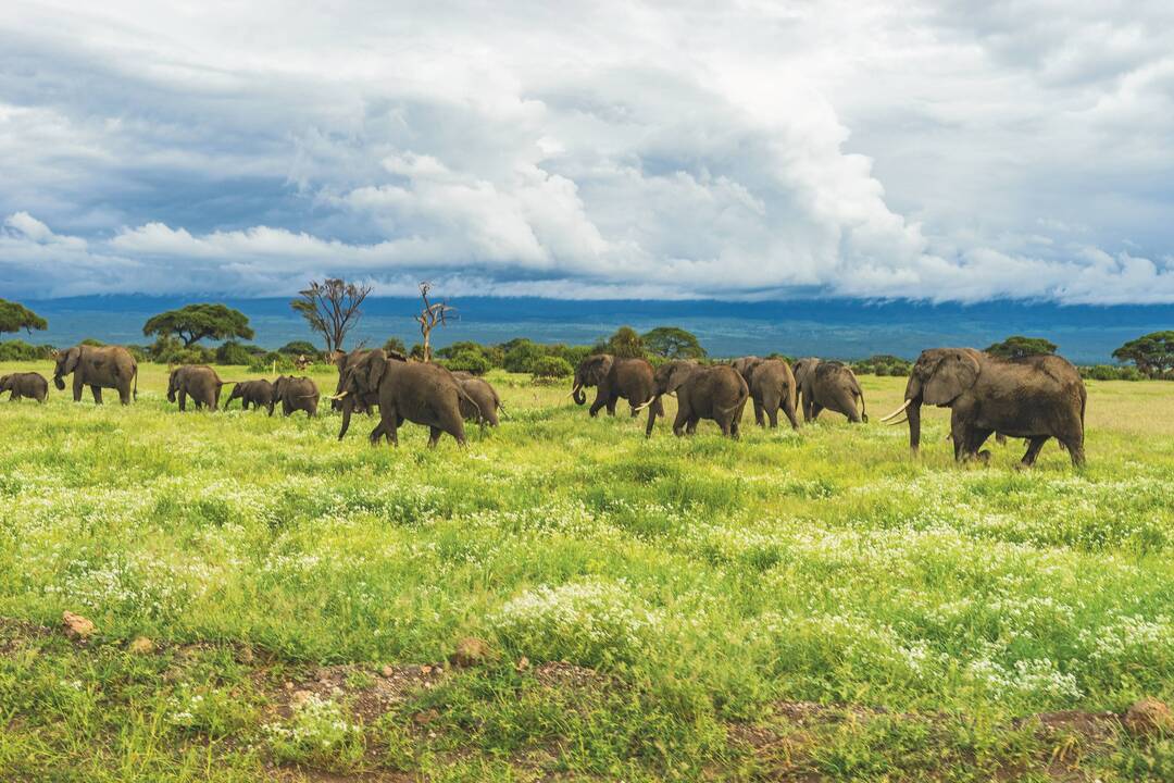 Safari Privatif - En Terre Sauvage - 1