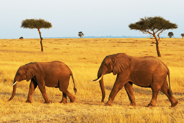 Kenya - Circuit Savane et Sable au Royaume de Simba