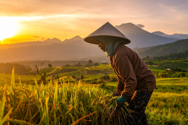 Circuit Féerie Balinaise et Plage Sauvage de l'Ouest en Privatif 4*