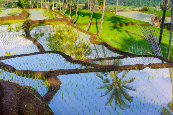 Circuit Magie de Bali et Lombok en Liberté et Privatif Charme 4* - 1