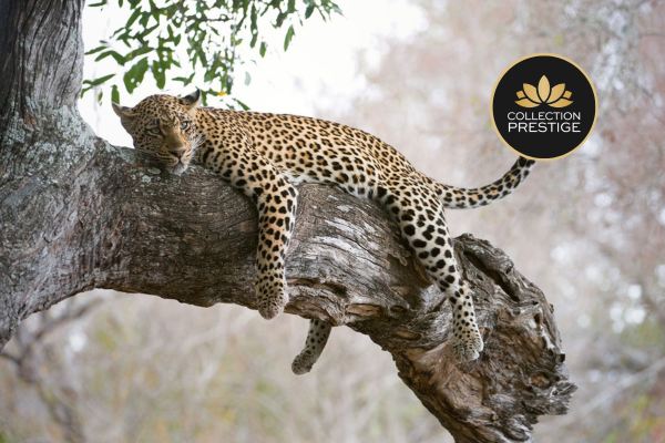 Circuit De la Savane Africaine à l'île aux Epices en Privatif **Collection Prestige** 5*
