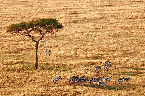 Tanzanie - Circuit Safari et Plages en Tanzanie en Privatif