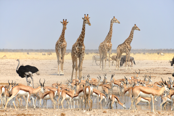 Botswana - Namibie - Zimbabwe - Circuit Des Chutes Victoria au Désert du Namib