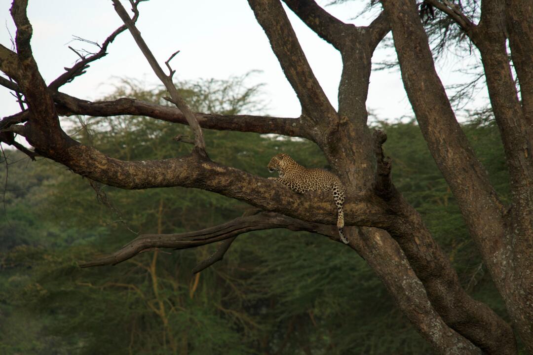 Safari Privatif - Evasion Sauvage en Tanzanie - 5