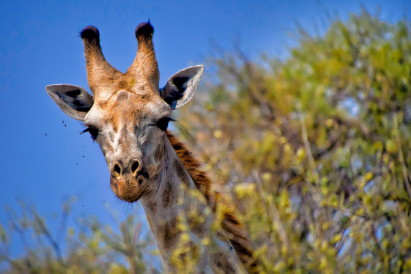 Afrique du Sud - Circuit Du Cap de Bonne Espérance au Parc de Chobe et Chutes Victoria