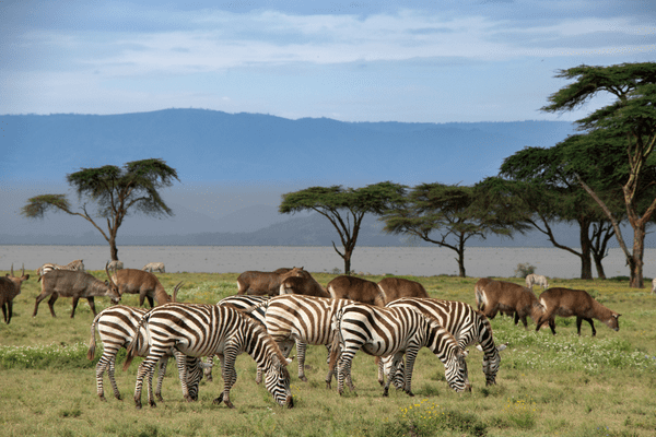 Kenya - Circuit Safaris de Légende