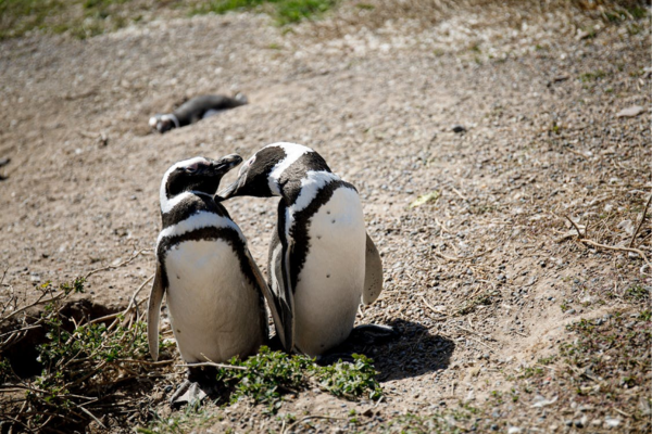 FLEX Circuit On dirait le Sud... Argentin ! - 24