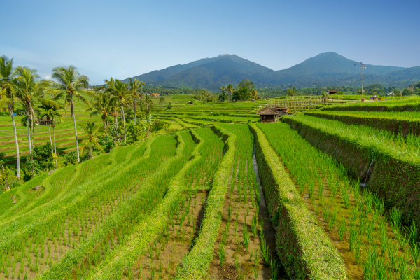 Image 15 du séjour Circuit Balade Authentique du Volcan Ijen aux Rizières de Bali à Denpasar, Bali