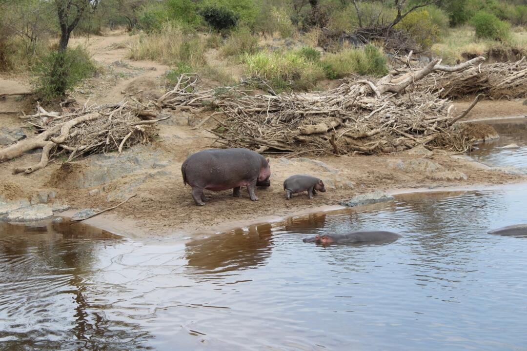 Safari Privatif - En Terre Sauvage - 14