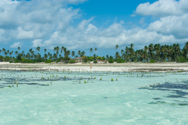 Circuit Jambo Zanzibar et plage de Jambiani