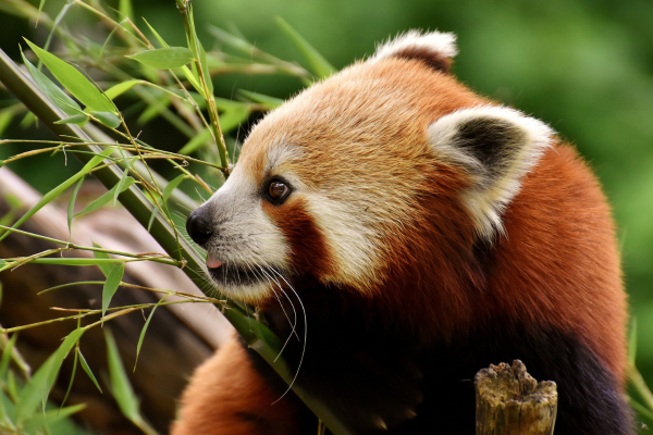Circuit Pandas & Dragons en Privatif - 10