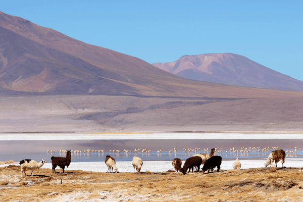 Chili - Circuit A la Rencontre des Ethnies Mapuches et des Peuples d'Atacama en Privatif