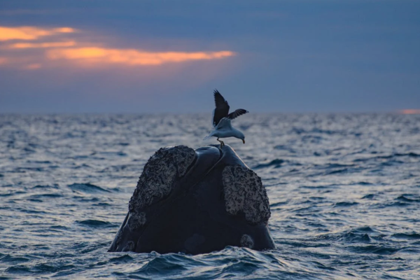 FLEX Circuit On dirait le Sud... Argentin ! - 25