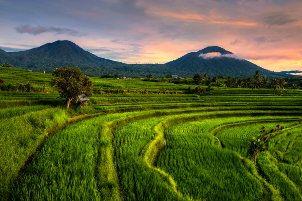 Circuit Féerie Balinaise & Plage Sauvage de l'Ouest 4*, Circuit Indonésie, Bali par Ôvoyages Circuit Féerie Balinaise & Plage Sauvage de l'Ouest 4*, Circuit Indonésie, Bali par Ôvoyages