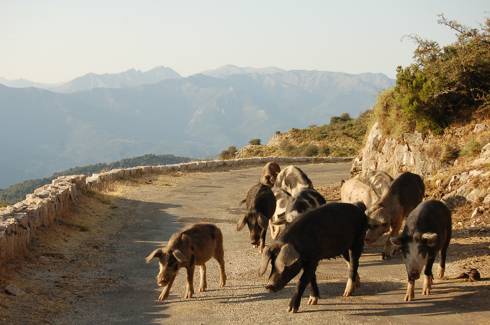 Corsica Tradizioni en demi-pension sans transport - 5