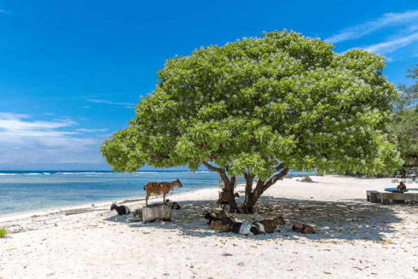 Combiné Rizières d'Ubud, Sable de Gili et Plage sur l'île des Dieux 3* - 19