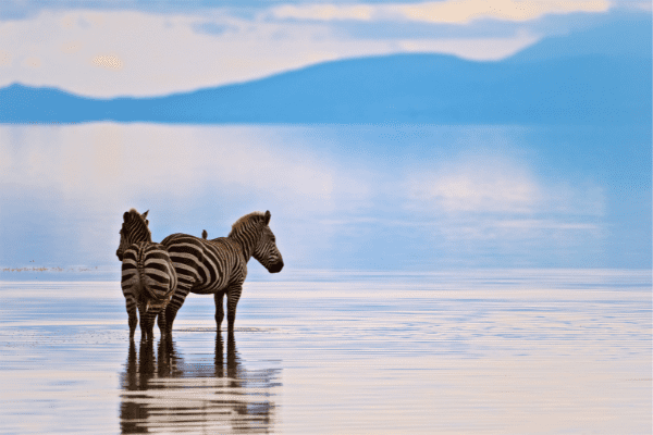 Circuit De la Savane Africaine à l'île aux Epices, plages de Pingwe - Privatif - 16