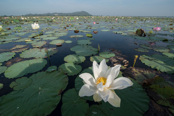 Cambodge - Circuit Lotus du Cambodge et plage à Sihanoukville