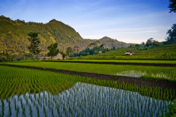 Circuit Aventures en Famille à Bali 3*, Circuit Indonésie, Bali par Ôvoyages Circuit Aventures en Famille à Bali 3*, Circuit Indonésie, Bali par Ôvoyages