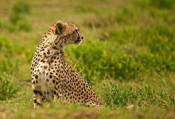 Circuit De Zanzibar à Selous, Culture, Safari Rivière et Plage 4* - 17
