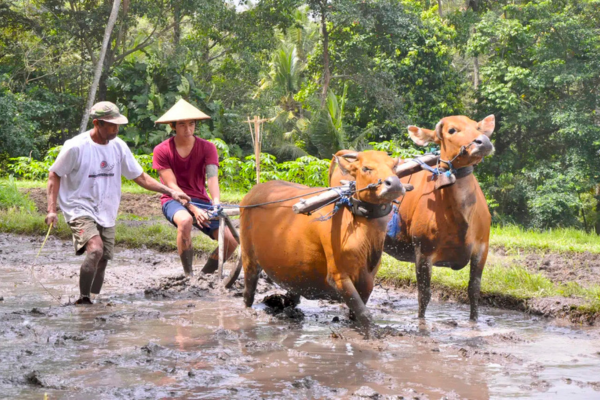 Combiné Jungle, Cascades et Sable de Bali - 22