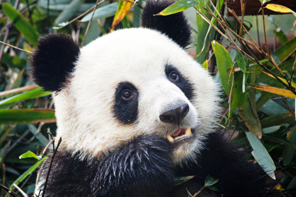 Circuit Pandas & Dragons en Privatif - 1