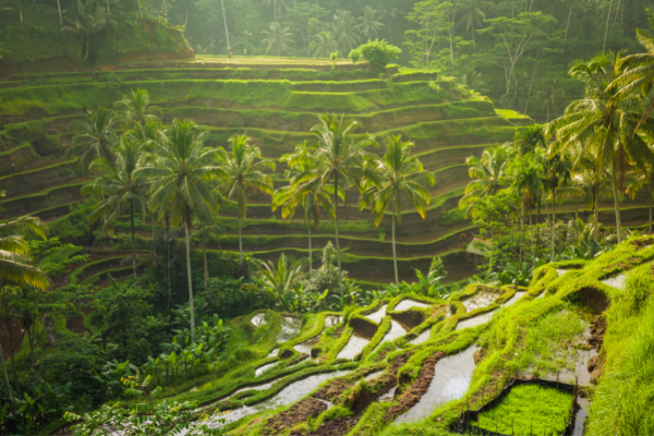 Bali - Indonésie - Combiné Jungle et Plage Komaneka 5*
