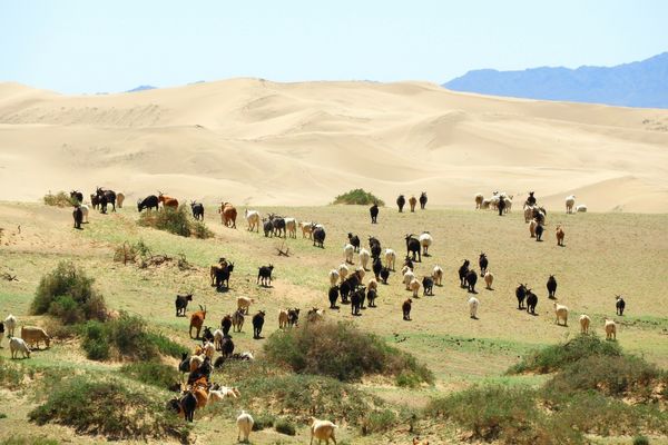 Mongolie - Circuit A la Rencontre du Peuple Nomade