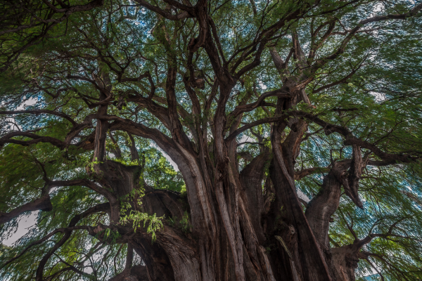 Circuit Racines et Couleurs du Sud Mexicain - 31