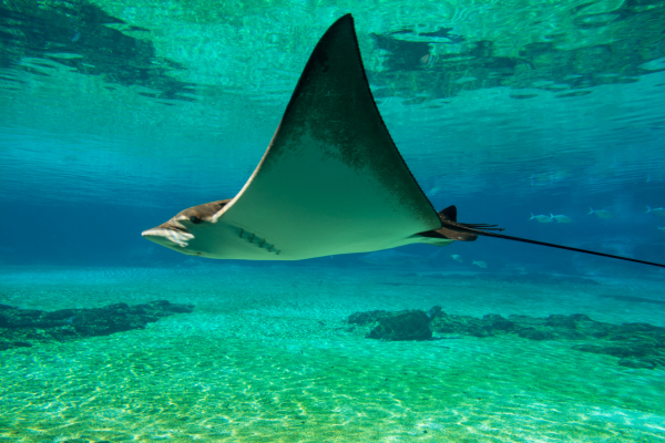 Circuit D'Ubud aux Joyaux Marins de Bali en Privatif