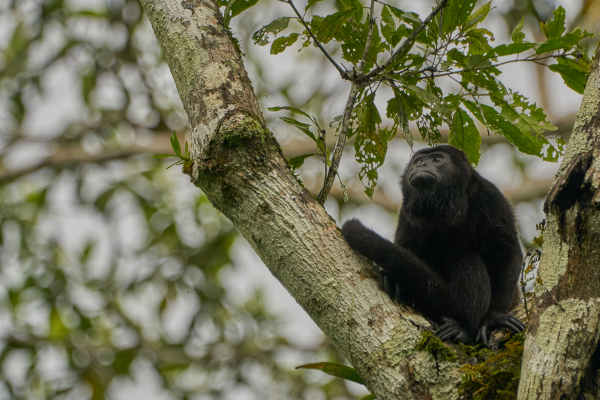 Panama - Circuit Orchidées du Panama en Privatif