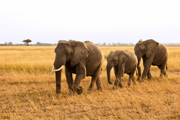 Kenya - Circuit Safari au coeur de la Nature Sauvage