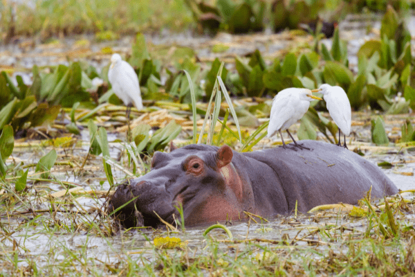 Circuit Tanzanie, Entre Faune et Sable de Kiwengwa en Privatif 5 *