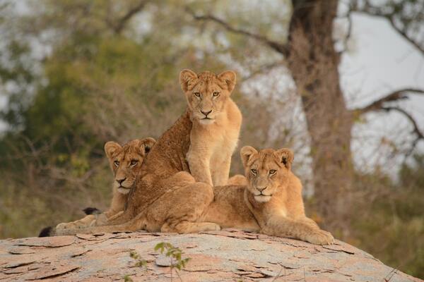 Afrique du Sud - Autotour L'Afrique du Sud en Famille: des Lodges de la réserve Pilanesberg au Palais de Sun City