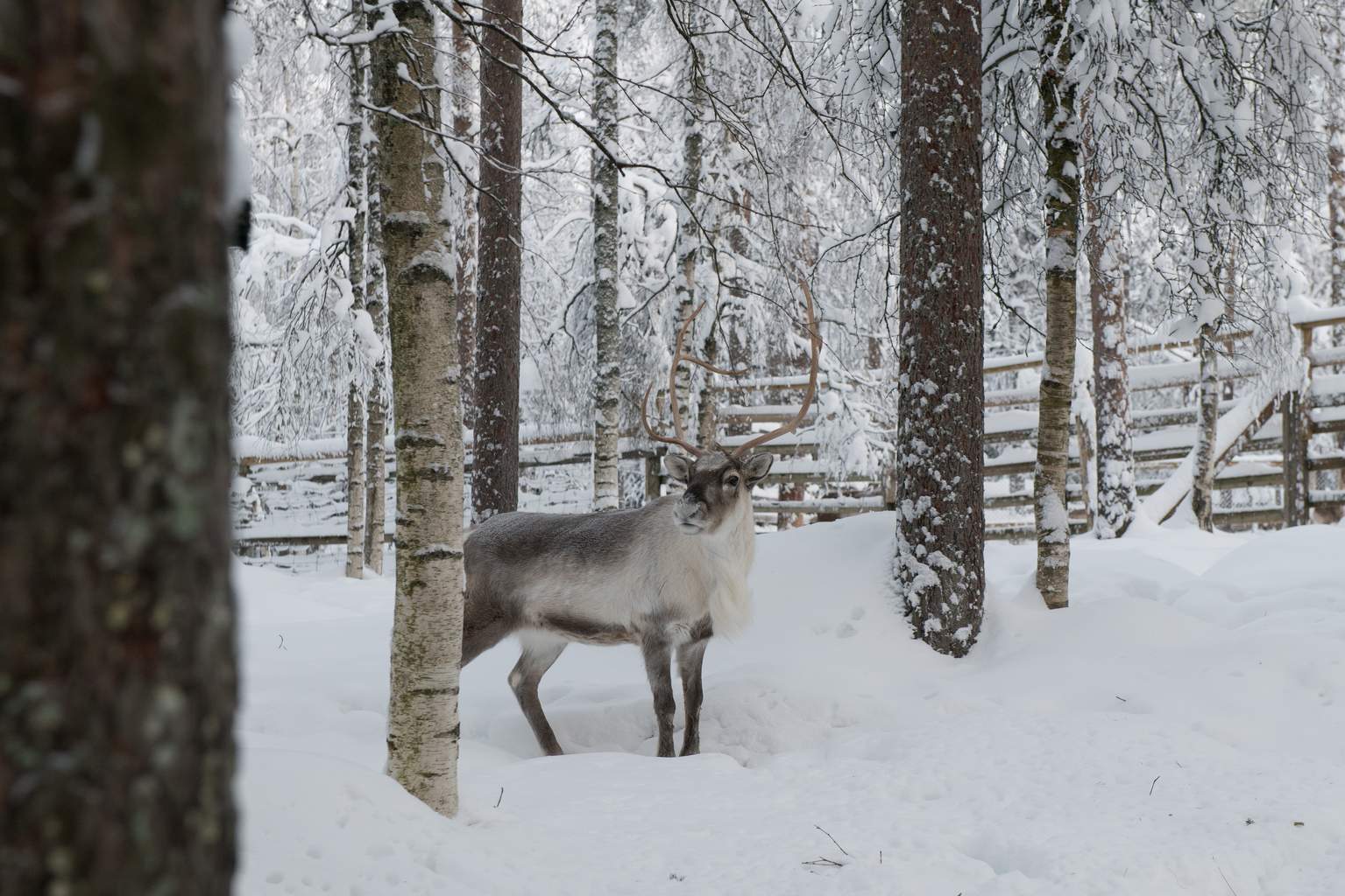 Séjour d'Hiver au Pays du Père Noël - 3