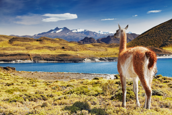 Argentine - Circuit Dans le Sillage des Grands Explorateurs : Ushuaia, Croisière, Cap Horn et Chili