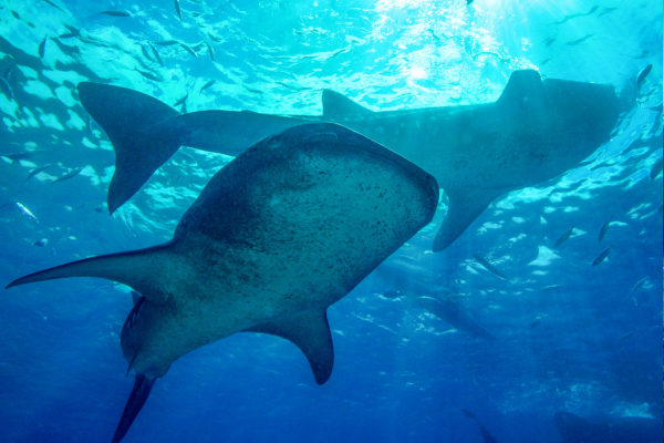 Image 1 du séjour Combiné Trésors Naturels de Cebu et Bohol + Vols Flex à Cebu, Philippines