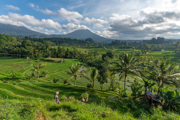 Combiné Jungle, Cascades et Sable de Bali - 1