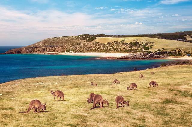Odyssee australienne prologue kangaroo island 2*