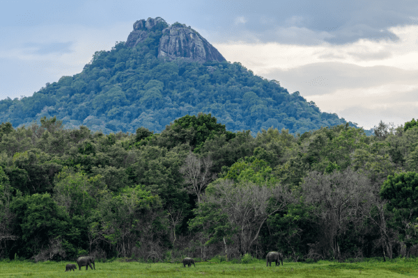 Circuit Au pays de l'Or vert autrement, Circuit Sri Lanka par Ôvoyages Circuit Au pays de l'Or vert autrement, Circuit Sri Lanka par Ôvoyages