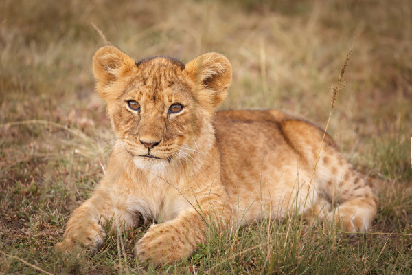 Combiné Soleil et Safari, Merveilles du Kenya en Familles - 7