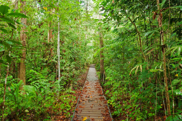 Malaisie - Circuit Malaisie en Liberté, Des Terres Sauvages de Taman Negara à l'île de Langkawi 4*