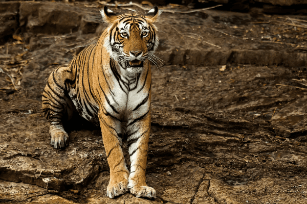 Inde - Inde du Nord et Rajasthan - Circuit Du Taj Mahal aux Tigres du Ranthambore