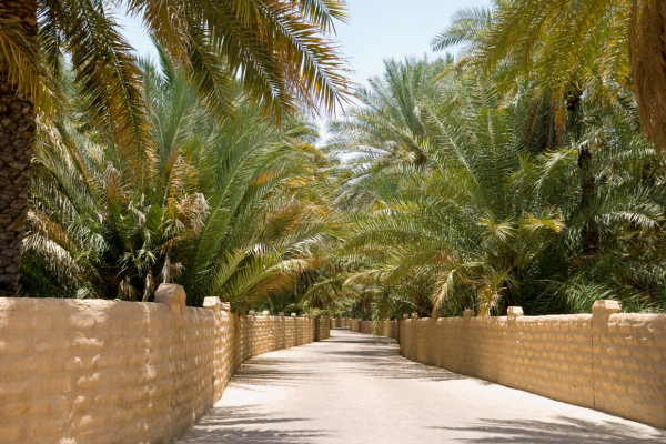 Circuit Emirats entre Dunes et Gratte-Ciels en Privatif - 8