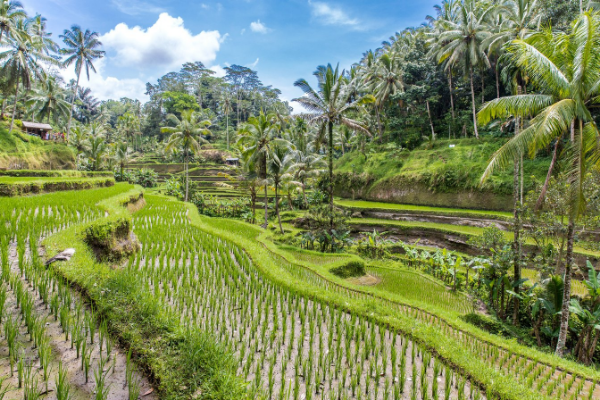 Combiné Bali, Jungle et Sable de Bali 3*/4* **PROMO**, Séjour Indonésie, Bali par Ôvoyages Combiné Bali, Jungle et Sable de Bali 3*/4* **PROMO**, Séjour Indonésie, Bali par Ôvoyages