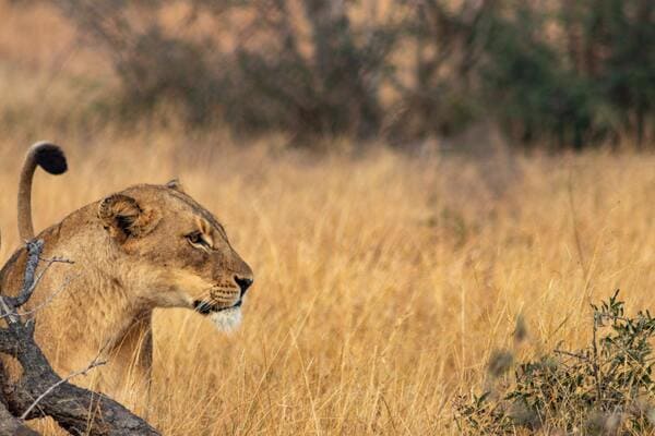 Afrique du Sud - Swaziland - Eswatini - Circuit Les Trésors du Pays Arc-en-Ciel en Privatif