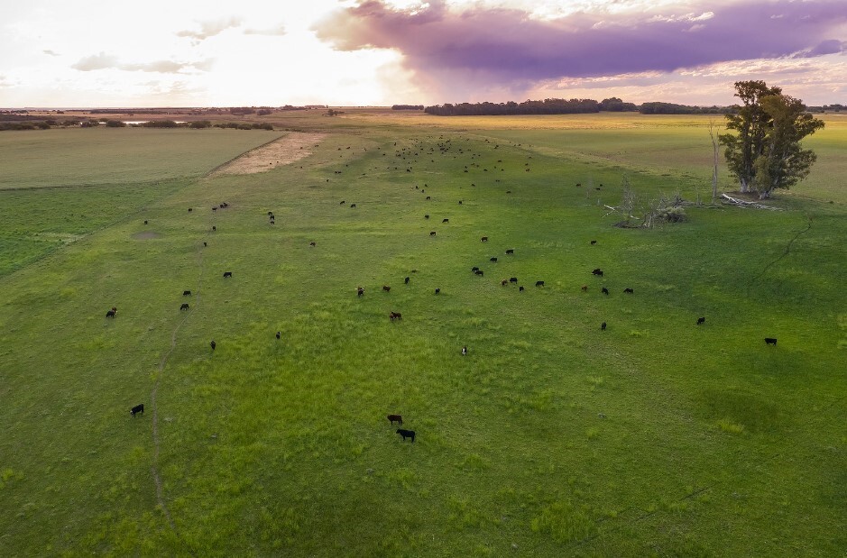 Argentine - Brésil - Circuit Privatif Tango, Pampa et Chutes d'Iguazu