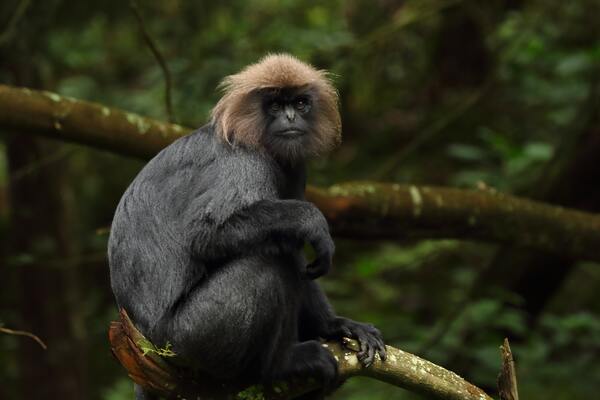 Circuit Vietnam Ethique et Responsable : Echappée Vietnamienne entre Faune et Flore en Privatif - 11