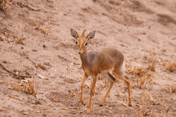 Circuit De la Savane Africaine à l'île aux Epices, plages de Pingwe - Privatif - 23