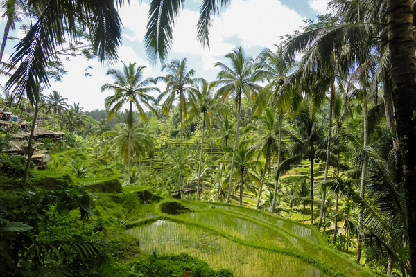 Bali - Indonésie - Combiné Jungle et Plage Komaneka 5*